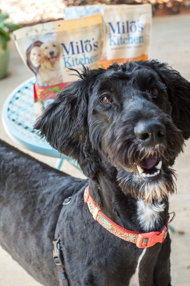 dog with dog treats