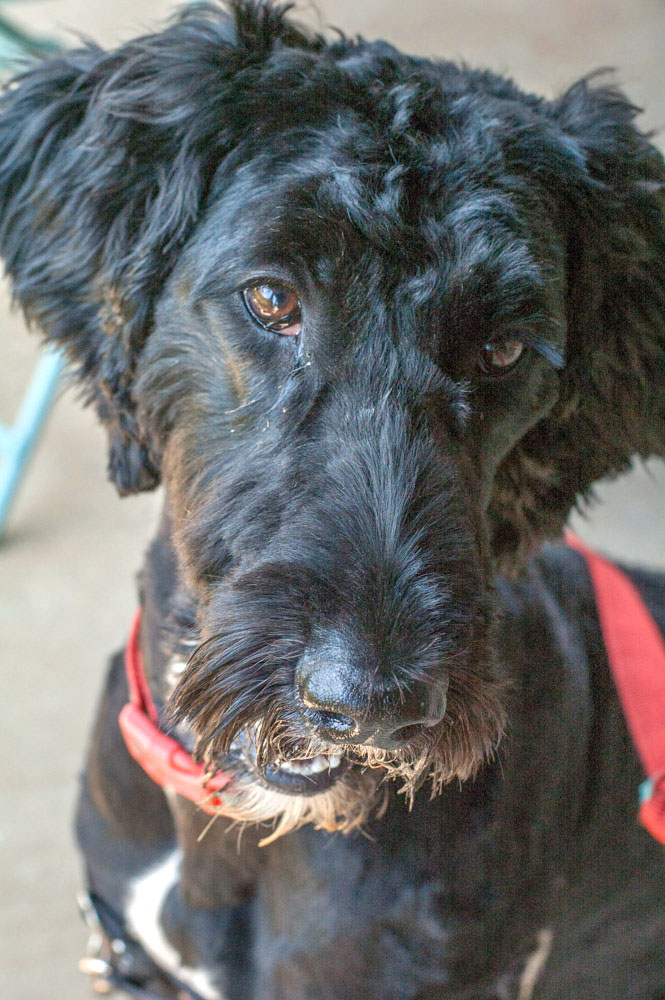 easy homemade dog treats