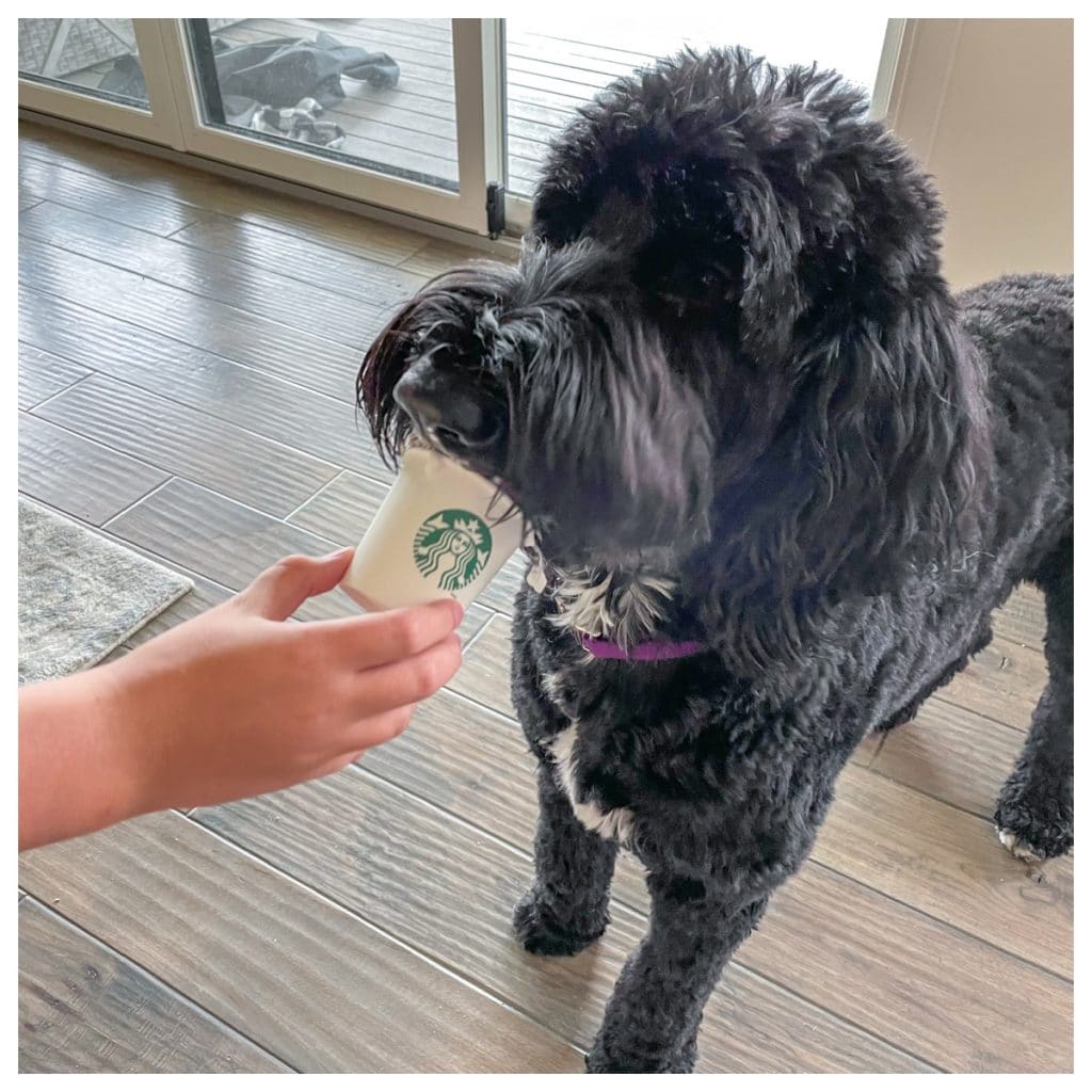 Dog licking cup.