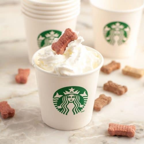 Can You Take Dogs Into Starbucks