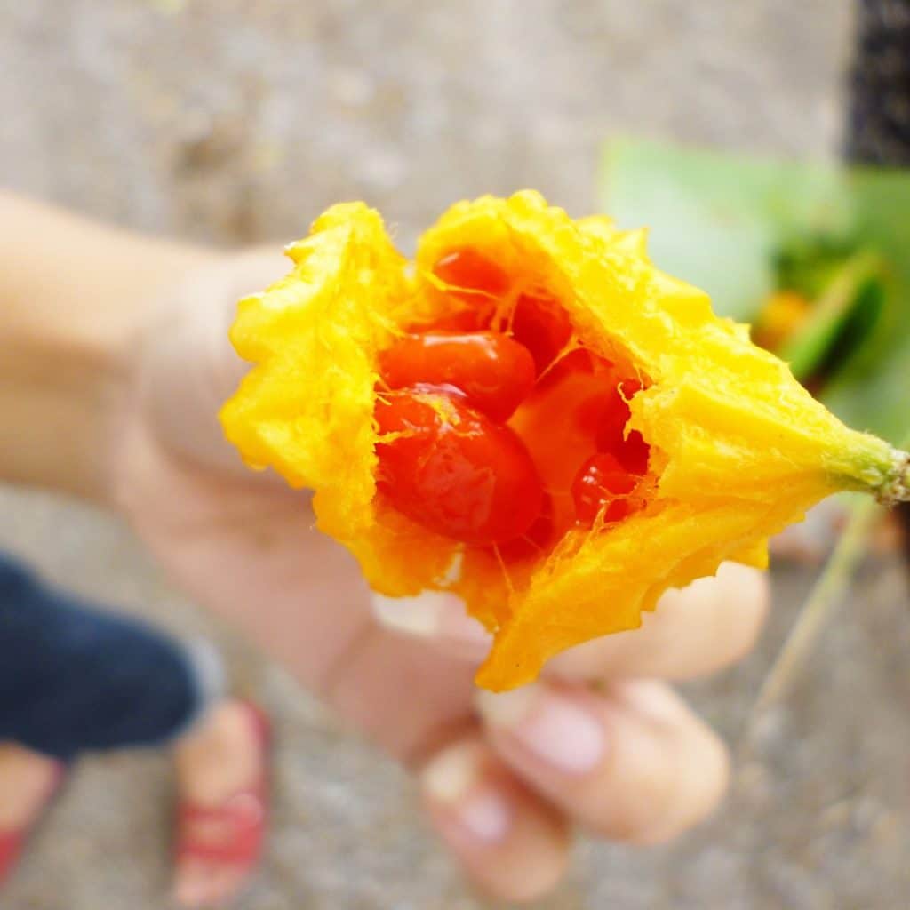 Hand holding balsam apple. 