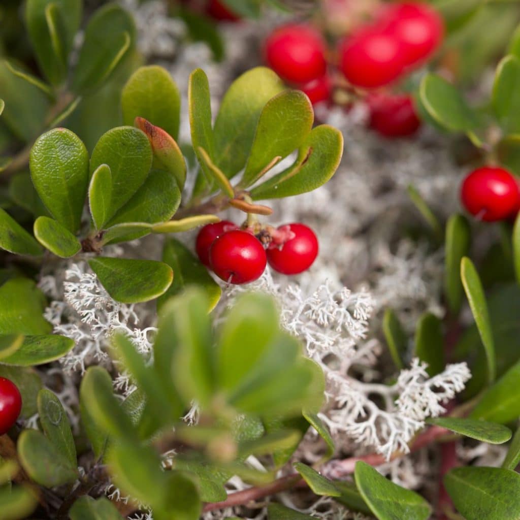 A bush of bearberries. 