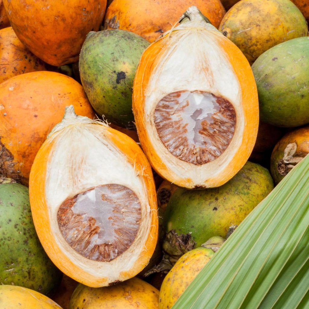 Betel nut fruit cut in half. 