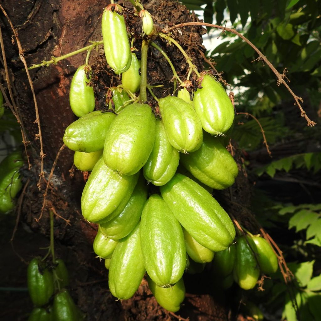 Bunch of bilimbi fruit on a tree.