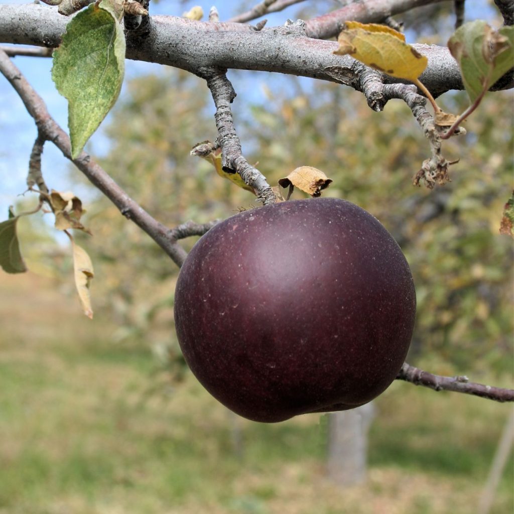 Black apple hanging from a tree.