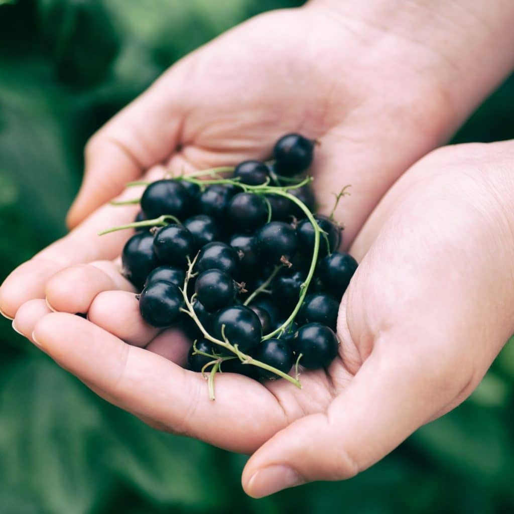 Hands holding black currants.