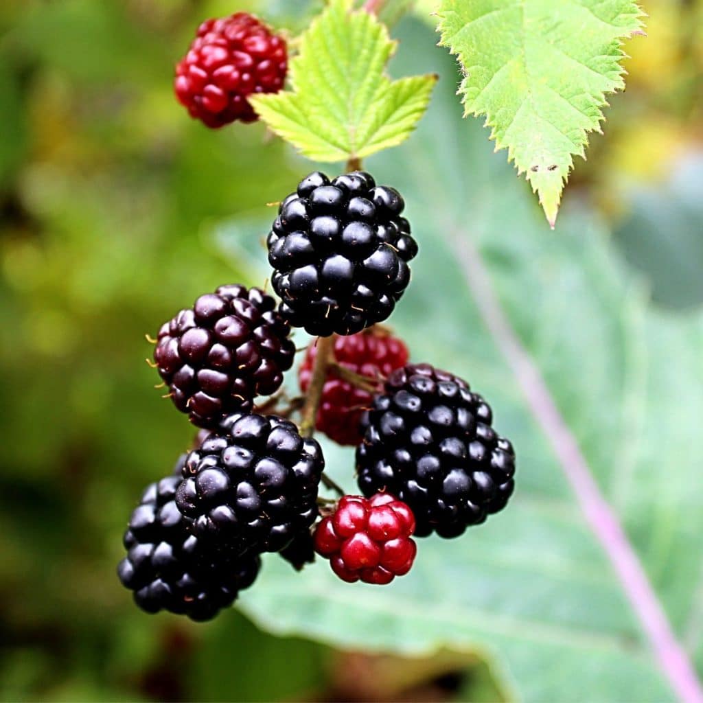 Bush with boysenberries. 