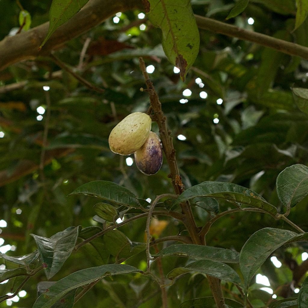 Safou fruit on a tree. 