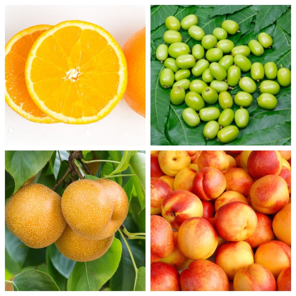 Orange, plum, and nectarines. 
