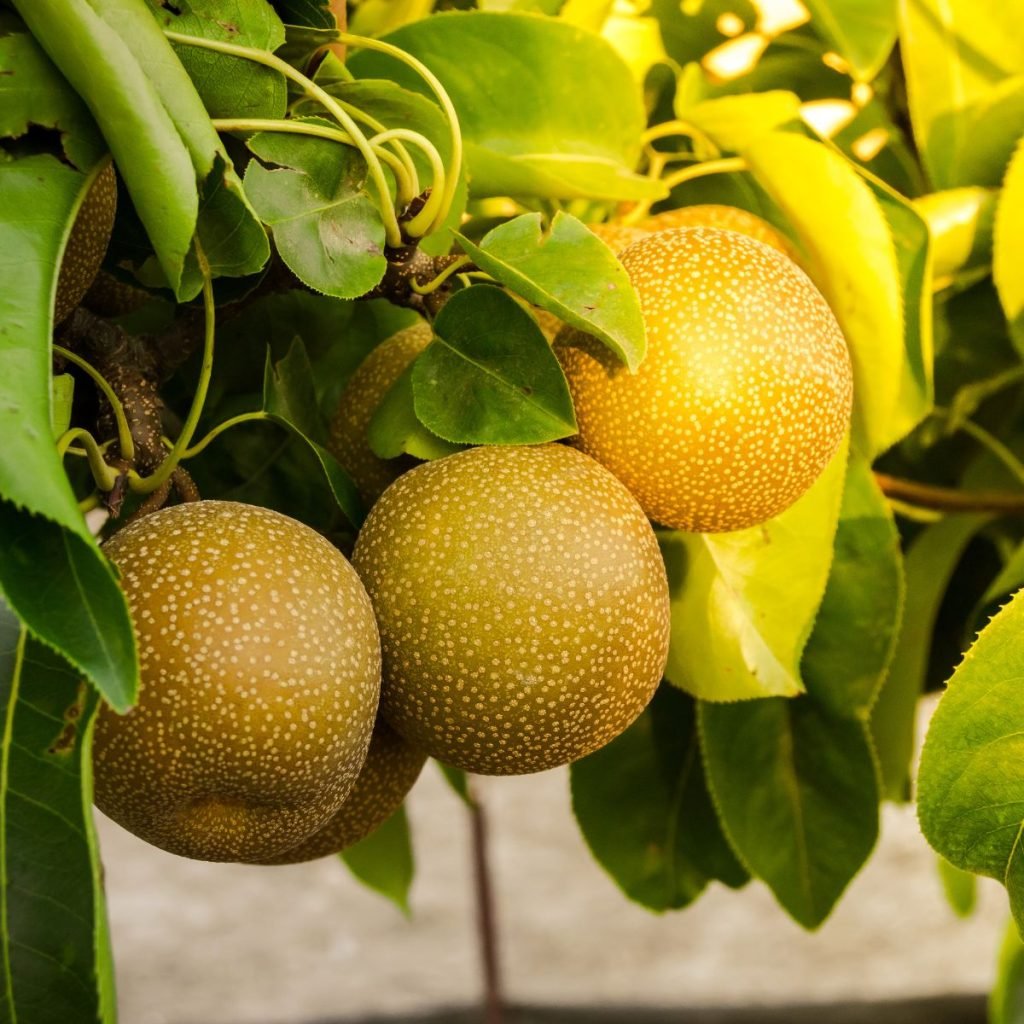 Bunch of nashi pears on a tree. 