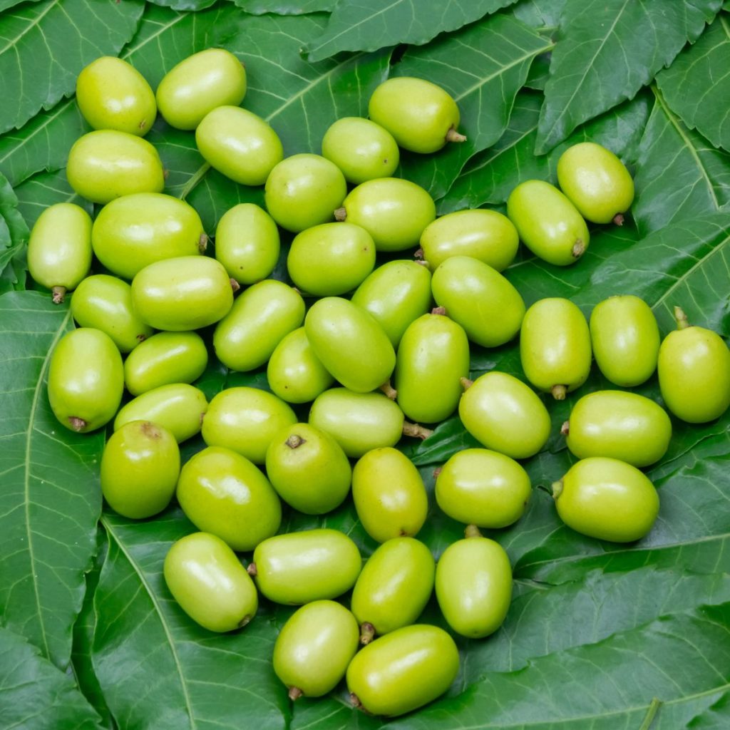 Neem fruit on leaves