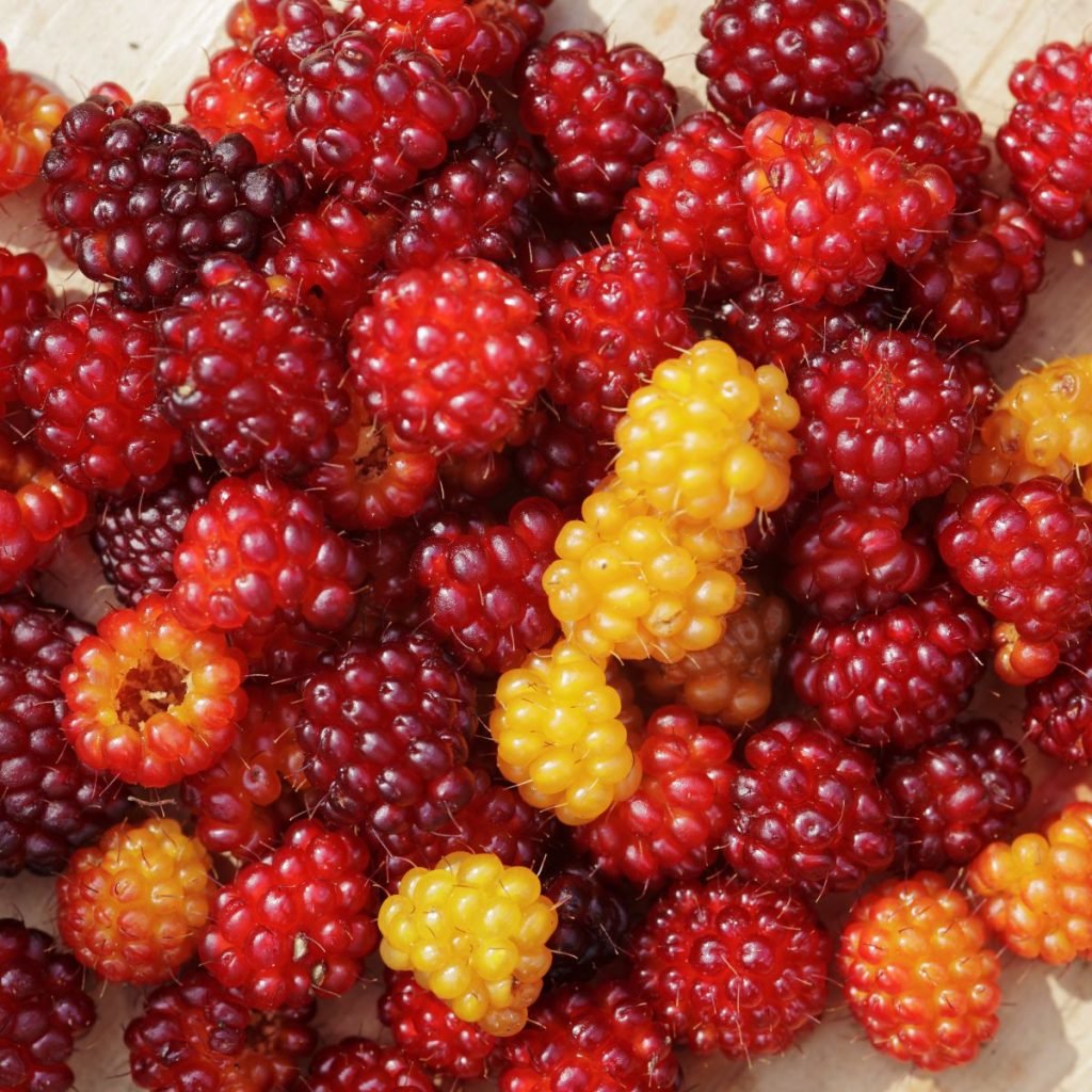 Red and yellow salmonberries. 