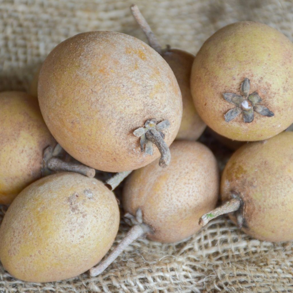 Sapodilla fruit. 