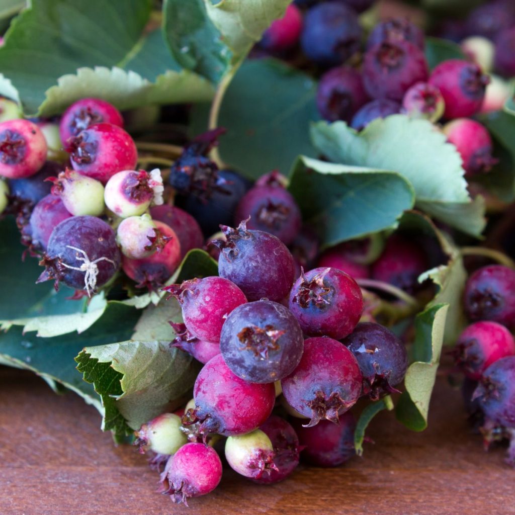 Purple berries with green leaves. 