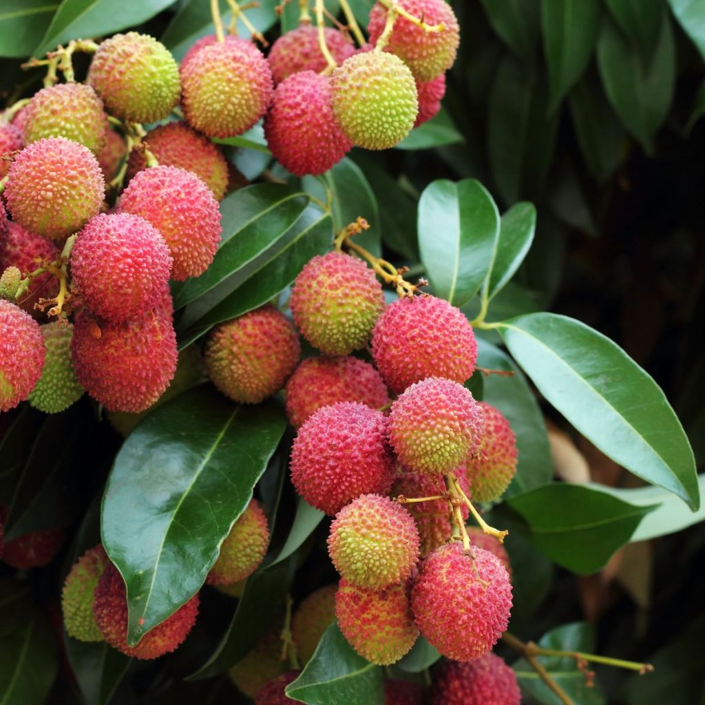 A bunch of soncoya fruit hanging in a tree.