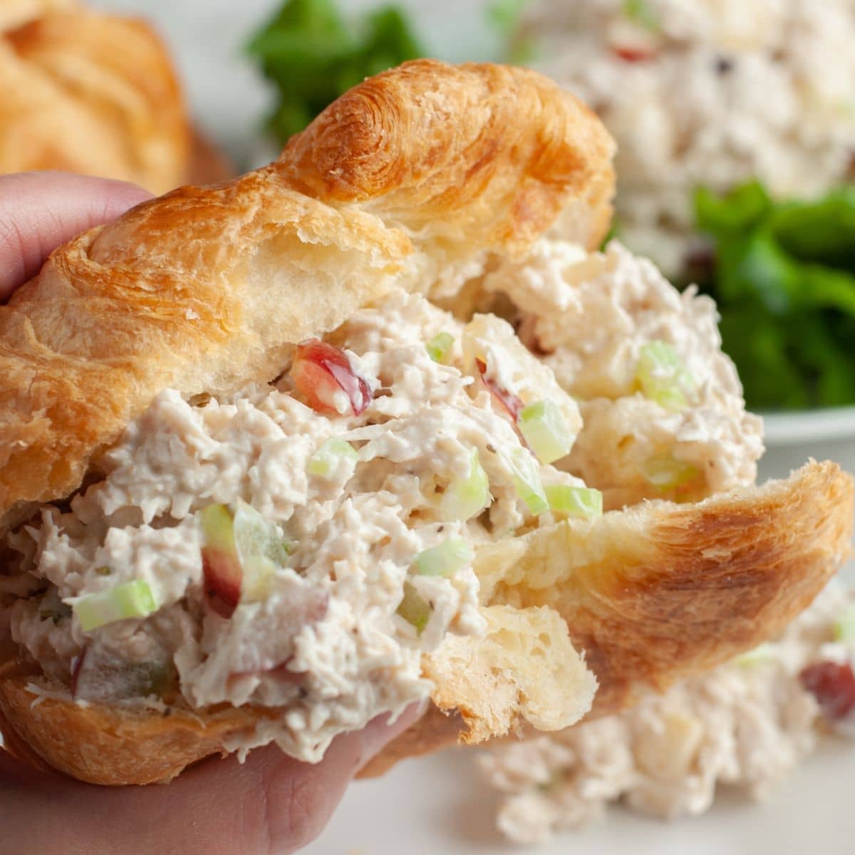 Hand holding chicken salad sandwich. 