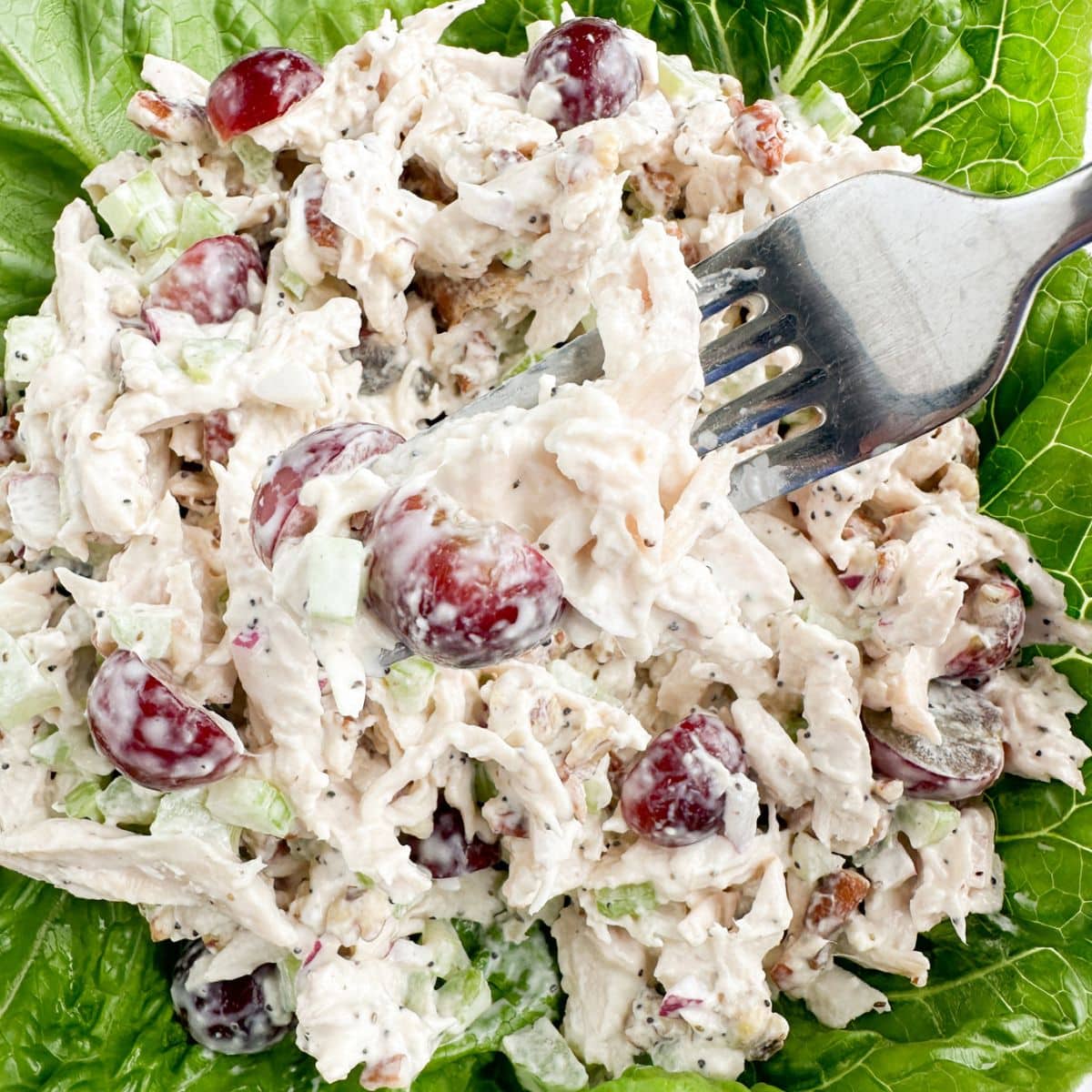 Fork picking up Sonoma chicken salad.